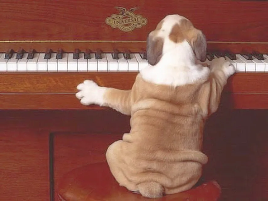 犬とピアノ
